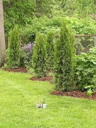 True climbers take up little ground space, and are excellent choices for smaller gardens, whereas wall shrubs require more ground space. Pin On Back Yard