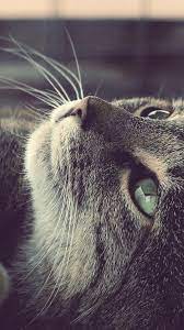 Pin On Mobile Iphone Cat Wallpapers