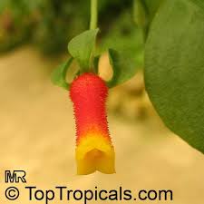 Image result for Manettia