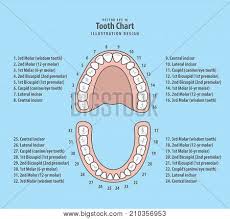 Tooth Chart Number Vector Photo Free Trial Bigstock