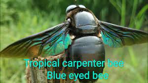 It is a large bee, close to an inch in length, with a hairy blue thorax, black abdomen, and long black eyes. Tropical Carpenter Bee Blue Eyed Carpenter Bee Indian Black Bee Bhramra Bumble Bee Youtube