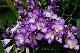 Blue Bayou Freesia Beautiful Flowers Pictures Country Garden Flowers Beautiful Flowers