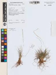 Image result for Tripogon