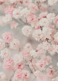 Create a fresh and elegant atmosphere with our floral wallpapers. Baby S Breath Photography Gypsophila Print Flower Print Etsy Flower Aesthetic Pink Flowers Background Pink Flowers Wallpaper
