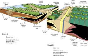 Image result for Pycreus nigricans