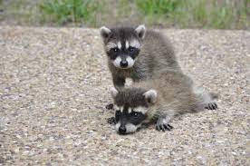 How Long Do Baby Raccoons Stay With Their Mothers