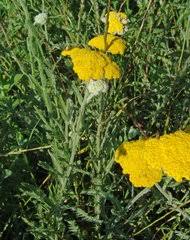 Image result for Dewildemania filifolia