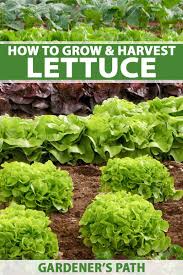How far apart to plant lettuce depends on the type of lettuce you're planting. How To Grow Lettuce And Microgreens Gardener S Path