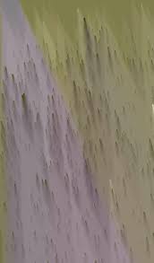 Image result for Elionurus platypus