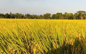 Dari rp70 triliun target tahun 2021, penyalurannya sudah rp42,7 triliun. Program Ltt Dan Mekanisasi Tingkatkan Produktivitas Padi Di Ngawi Suarakarya Id