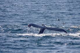 We offer public sailing cruises, daytime sails, sunset sails, seasonal whale watching, happy hour cruises in the summer, wine tasting tour Condor Express Whale Watching Gift Card Santa Barbara Ca Giftly