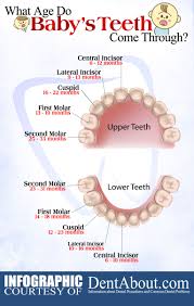 When Do Baby Teeth Come Through Dentistry Pediatric Vital Signs Dental