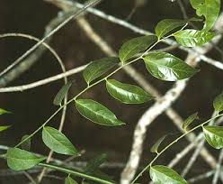 Image result for Opiliaceae