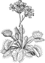 free venus flytrap coloring pages printable free coloring sheets venus fly trap fly traps trap art