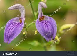 Image result for Brillantaisia owariensis