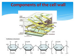 These layers vary in macromolecular composition, thickness, and functions in different. Cell Wall