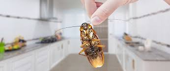 A giardiasis diagnosisát többnyire a széklet a giardiasis megelőzésére alkal mas gyógyszer kovács, p. How Can Cockroaches Make You Sick Tri County Pest Control