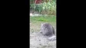 Man sieht in weiter ferne nackedeis nicht gern. Soundhound Ein Kater Lasst Das Mausen Nicht By Jazz Gitti