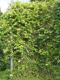 Image result for Lonicera confusa