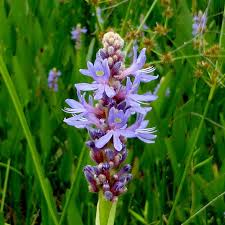 Image result for Nesaea cordata