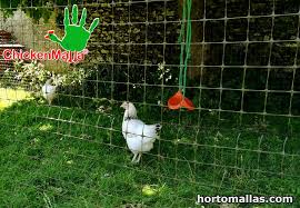 Learn a few expert tips on how to protect your garden form chickens. Why Poultry Mesh Is Relevant Hortomallas Supporting Your Crops