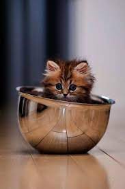 Something Cute S Cooking In The Kitchen You Know You Re Kitten S Tiny When Her Food Dish Is Bigger Than She Is Cute Animals Kittens Cutest Baby Animals