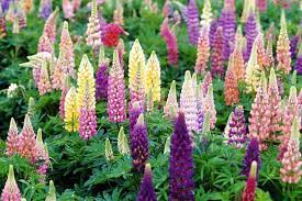 Its purplish blue wild flower, which blooms every seven years. 25 Best Flowering Perennials For Season Long Color Hgtv