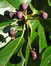 We did not find results for: Native Trees Of Indiana River Walk