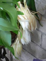 Plant has spines or sharp edges; Night Blooming Cereus Orchid Cactus Queen Of The Night
