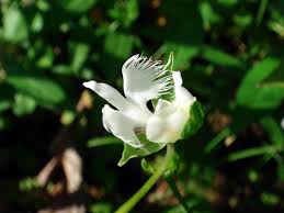 Image result for Habenaria petitiana