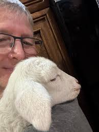 Ewe adopts orphaned twin lamb