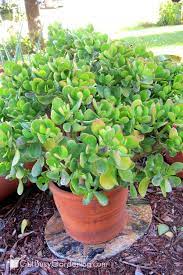 Jade Plant Care Tips How To Grow Take Care Of A Jade Succulent Jade Plant Care Plants Jade Plants
