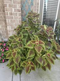 Image result for Coleus rhodesianum