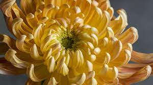 River City With A Color Somewhere Between Champagne And Peach We Re In Love With River City Its Form Is Mums Flowers Chrysanthemum Flower Chrysanthemum