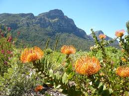 Der kirstenbosch national botanical garden (afrikaans kirstenbosch nasionale botaniese tuine, deutsch etwa: Botanischer Garten In Kirstenbosch Capetown Picture Of The Village Lodge Cape Town Central Tripadvisor