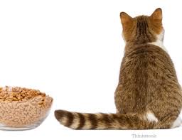 Cats are now living longer than ever before with the average age of a house cat that has been well cared for being around 15 years of age. Fatty Liver Disease In Cats Not Eating Can Quickly Kill