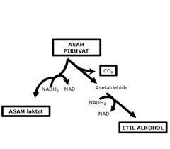 Respirasi pada tumbuhan menyangkut proses pembebasan energi kimiawi menjadi energi yang diperlukan untuk aktivitas hidup tumbuhan. Bab 23 Metabolisme Xii Biologi Klaten