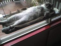Pin By Isabel Brower On Kassid Cat Cat Bed Crazy Cats Cat Window Perch