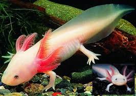 Axolotl Mexican Walking Fish We Have Not Had One For A Long Time The First One Was Given To Us By Someone That Play Axolotl Weird Animals Endangered Animals