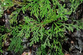 Image result for Selaginella tenerrima