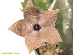 Image result for Tridentea marientalensis