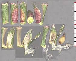 Image result for Coelorachis