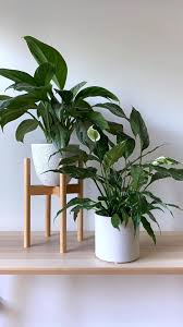 Indoor Houseplants Time Lapse Chinese Evergreen Peace Lily Modern White Plante En 2020 Decoration Plantes Interieur Support Pour Plante Plantes De Decor De Maison