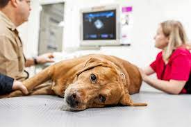 1,840 banfield pet hospital reviews. When To Take Your Pet To An Emergency Vet Cordova Vet Germantown Parkway Animal Hospital