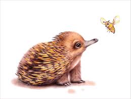 Hand Signed Giclee Art Print A Faithful Reproduction Of The Original Artwork Printed With Pigment Australian Animal Nursery Australian Native Animals Echidna