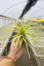 Image result for Brachychloa