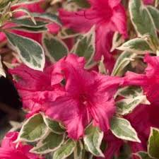 Bollywood Azalea Rhododendron X Pink Azaleas Plants Azaleas