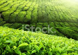 The boh tea brand is the most popular tea brand in malaysia. Tea Plantation Cameron Highlands Malaysia Stock Photos Freeimages Com