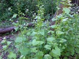 Check spelling or type a new query. Invasive Species Garlic Mustard Western Pennsylvania Conservancy