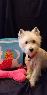 HARRIET..... Rock'n it! Here's a glam shot for our fun little girl. Such a  sweet girl, housebroken, crate trained, walks